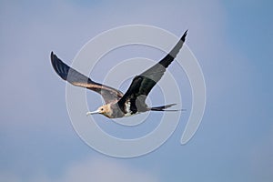 TheÃÂ Christmas frigatebirdÃÂ (Fregata andrewsi)